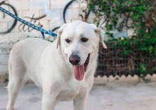 NEMO, Hund, Mischlingshund in Spanien - Bild 17