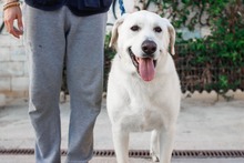 NEMO, Hund, Mischlingshund in Spanien - Bild 19
