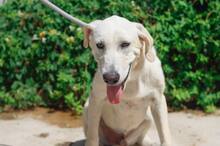NEMO, Hund, Mischlingshund in Spanien - Bild 2