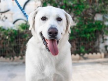 NEMO, Hund, Mischlingshund in Spanien - Bild 20