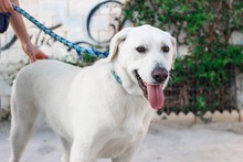 NEMO, Hund, Mischlingshund in Spanien - Bild 21