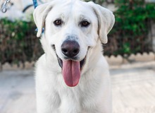 NEMO, Hund, Mischlingshund in Spanien - Bild 22