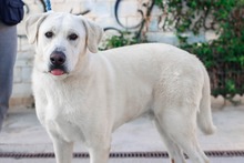 NEMO, Hund, Mischlingshund in Spanien - Bild 24
