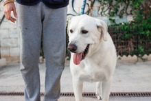 NEMO, Hund, Mischlingshund in Spanien - Bild 25