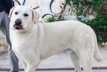 NEMO, Hund, Mischlingshund in Spanien - Bild 26