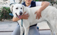 NEMO, Hund, Mischlingshund in Spanien - Bild 29