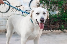 NEMO, Hund, Mischlingshund in Spanien - Bild 30