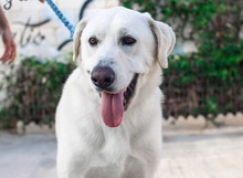 NEMO, Hund, Mischlingshund in Spanien - Bild 31