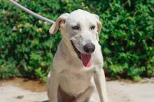 NEMO, Hund, Mischlingshund in Spanien - Bild 4