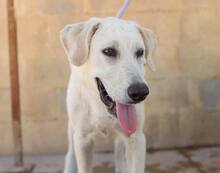 NEMO, Hund, Mischlingshund in Spanien - Bild 5
