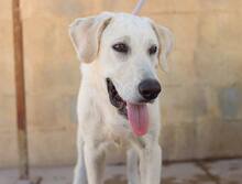 NEMO, Hund, Mischlingshund in Spanien - Bild 7