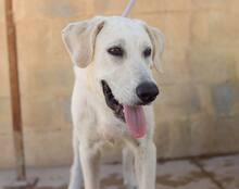 NEMO, Hund, Mischlingshund in Spanien - Bild 8
