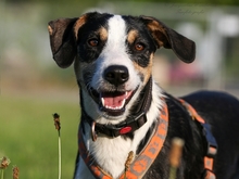 PASCAL, Hund, Podengo-Mix in Heilbronn - Bild 1