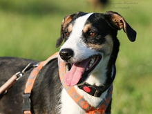 PASCAL, Hund, Podengo-Mix in Heilbronn - Bild 10