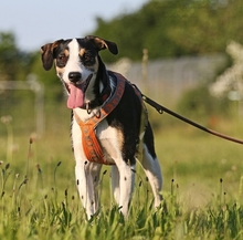 PASCAL, Hund, Podengo-Mix in Heilbronn - Bild 11