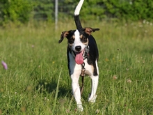 PASCAL, Hund, Podengo-Mix in Heilbronn - Bild 16