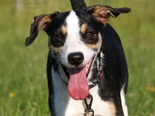 PASCAL, Hund, Podengo-Mix in Heilbronn - Bild 17