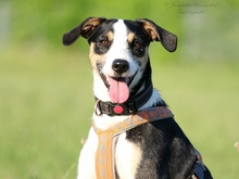 PASCAL, Hund, Podengo-Mix in Heilbronn - Bild 2