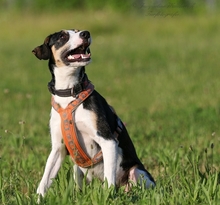 PASCAL, Hund, Podengo-Mix in Heilbronn - Bild 3