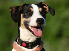 PASCAL, Hund, Podengo-Mix in Heilbronn - Bild 4