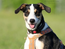 PASCAL, Hund, Podengo-Mix in Heilbronn - Bild 6