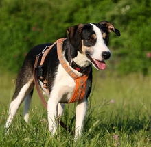 PASCAL, Hund, Podengo-Mix in Heilbronn - Bild 8