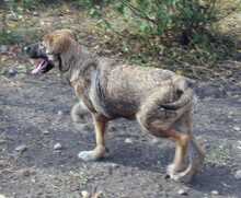 MISO, Hund, Mischlingshund in Frankfurt - Bild 16