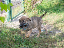 MISO, Hund, Mischlingshund in Frankfurt - Bild 20
