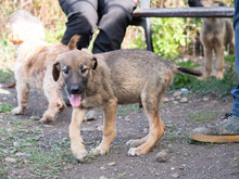 MISO, Hund, Mischlingshund in Frankfurt - Bild 23