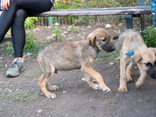 MISO, Hund, Mischlingshund in Frankfurt - Bild 25