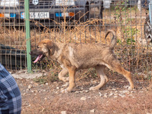MISO, Hund, Mischlingshund in Frankfurt - Bild 26