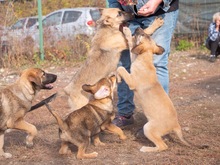 MISO, Hund, Mischlingshund in Frankfurt - Bild 27