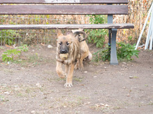 MISO, Hund, Mischlingshund in Frankfurt - Bild 34