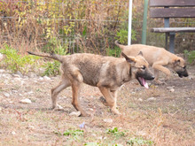 MISO, Hund, Mischlingshund in Frankfurt - Bild 37