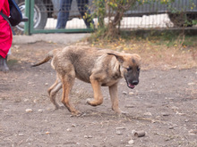 MISO, Hund, Mischlingshund in Frankfurt - Bild 38