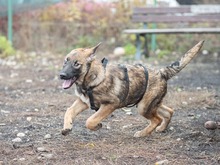 MISO, Hund, Mischlingshund in Frankfurt - Bild 6