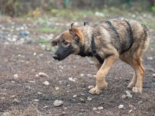 MISO, Hund, Mischlingshund in Frankfurt - Bild 7