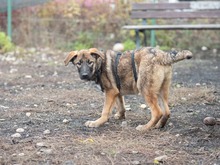 MISO, Hund, Mischlingshund in Frankfurt - Bild 8