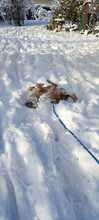 HOBBY, Hund, Mischlingshund in Friedrichshafen - Bild 11
