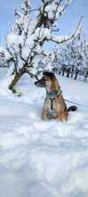 HOBBY, Hund, Mischlingshund in Friedrichshafen - Bild 12