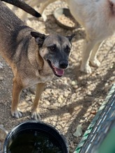 HOBBY, Hund, Mischlingshund in Friedrichshafen - Bild 15