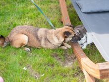 HOBBY, Hund, Mischlingshund in Friedrichshafen - Bild 19