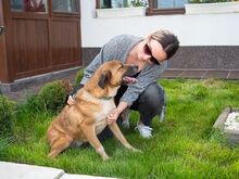 HOBBY, Hund, Mischlingshund in Friedrichshafen - Bild 25