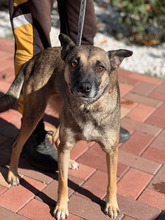 HOBBY, Hund, Mischlingshund in Friedrichshafen - Bild 28