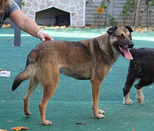 HOBBY, Hund, Mischlingshund in Friedrichshafen - Bild 29