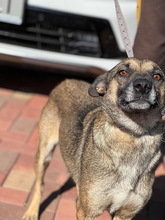 HOBBY, Hund, Mischlingshund in Friedrichshafen - Bild 31
