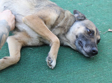HOBBY, Hund, Mischlingshund in Friedrichshafen - Bild 34