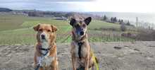 HOBBY, Hund, Mischlingshund in Friedrichshafen - Bild 4