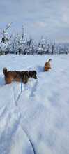 HOBBY, Hund, Mischlingshund in Friedrichshafen - Bild 6