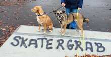 HOBBY, Hund, Mischlingshund in Friedrichshafen - Bild 9